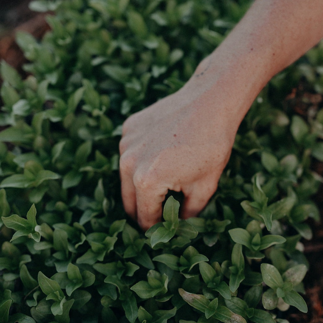 Grow Cut Flowers Spring 26th & 27th June 2026