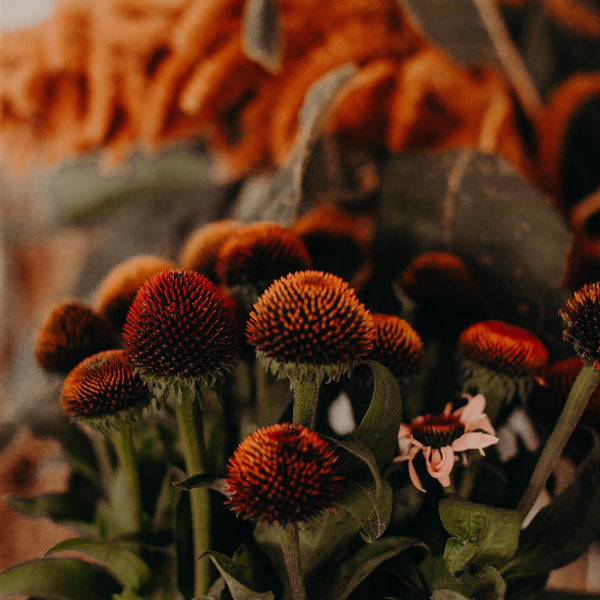 What flowers are in season in Australia?