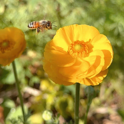 Grow Cut Flowers Spring 26th & 27th June 2026