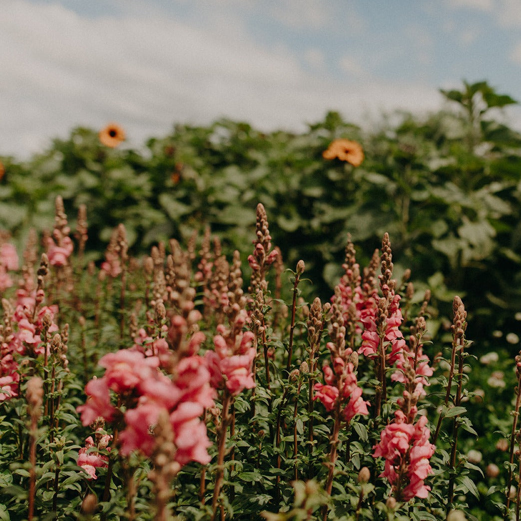 Grow Cut Flowers Spring 26th & 27th June 2026