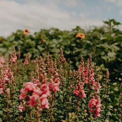 Grow Cut Flowers Spring 26th & 27th June 2026